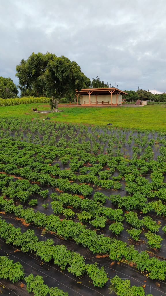 Rows of organic pepper plants running up to the open-air pavilion
